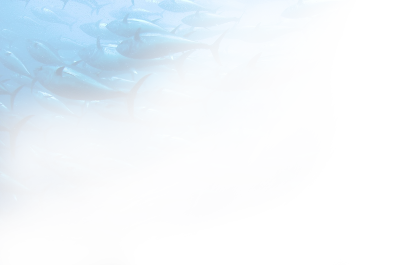 ilustrační foto ryb v oceánu